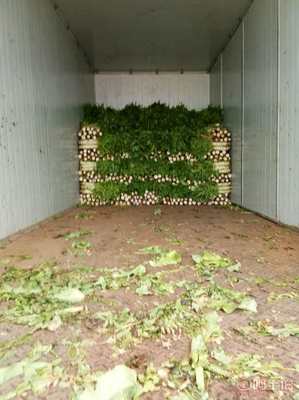 泰安市糧舒蔬菜專業合作社青皮青肉萵苣 馬莊鎮的新鮮之選